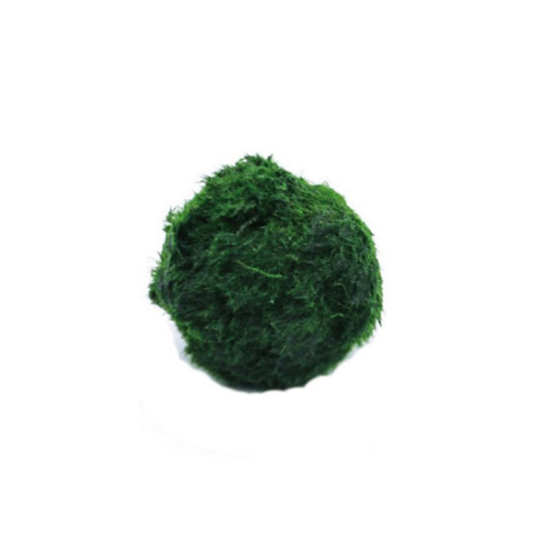 Planted Aquarium Maintenance - Bola Lumut Marimo Tanaman Akuarium Hidup