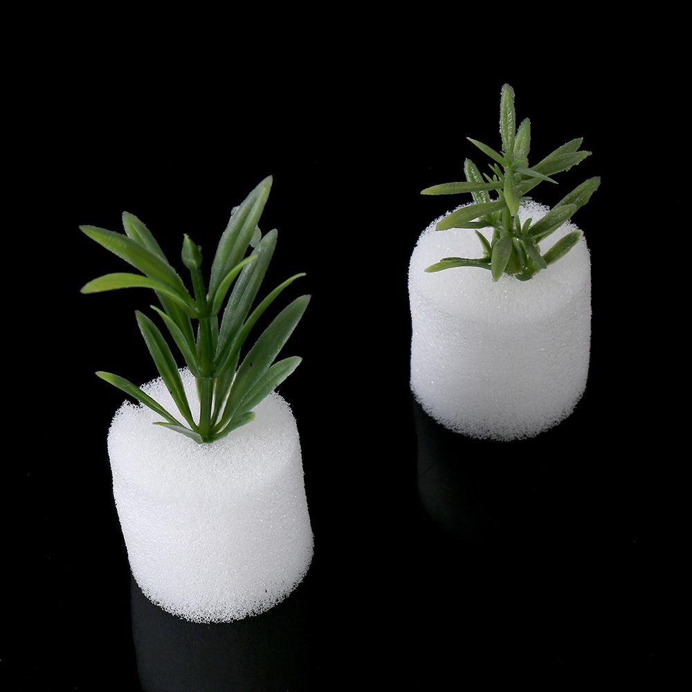 Aquarium Plant Seeds - 10/50 Buah Baki Benih Akuarium Tahan