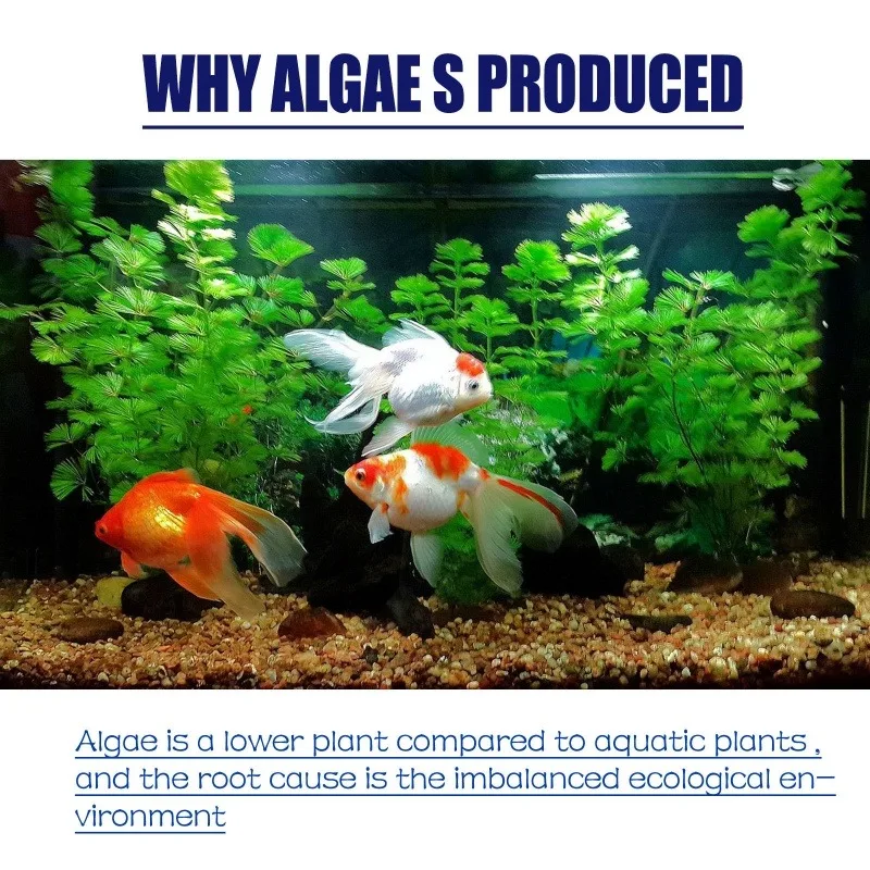50g Algaecide Efisiensi Tinggi - Aquarium Plant Delivery ulasan dan harga