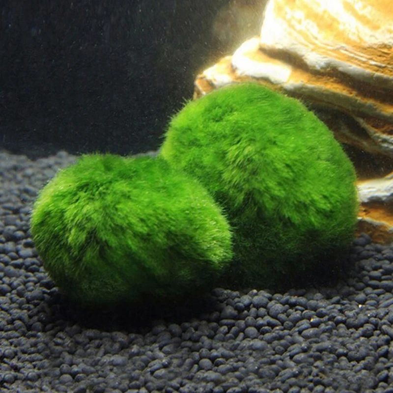 1 Buah Bola Lumut 3-4cm Tanama - Planted Aquarium Maintenance ulasan dan harga
