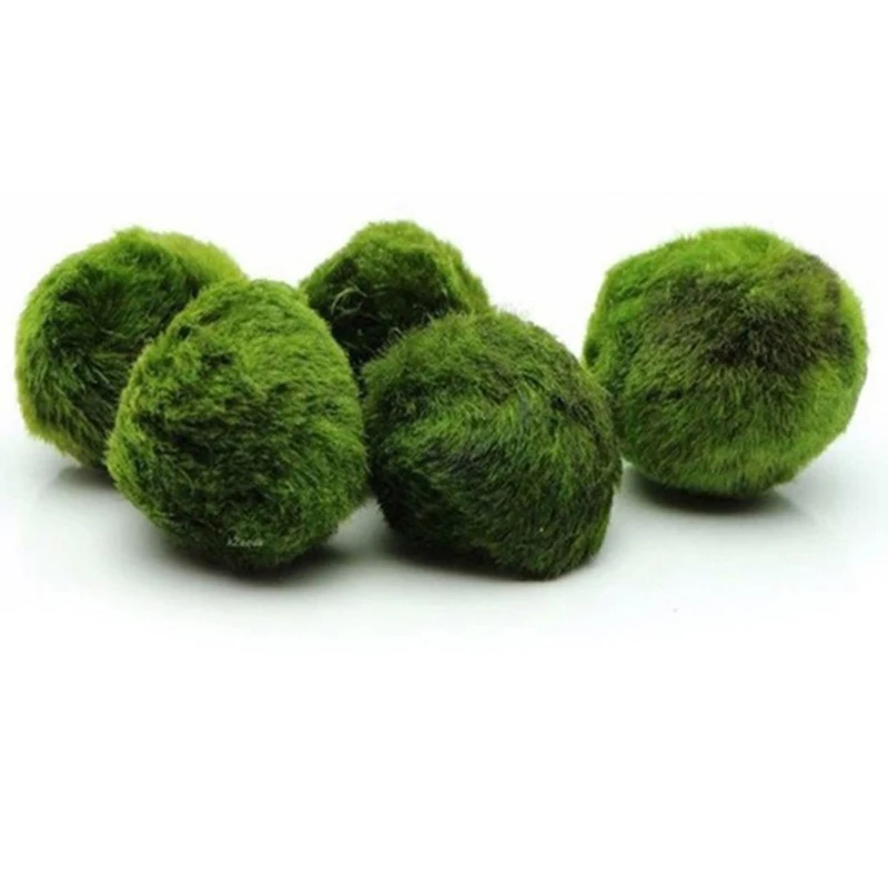 1 Buah Bola Lumut 3-4cm Tanama - Planted Aquarium Maintenance ulasan dan harga