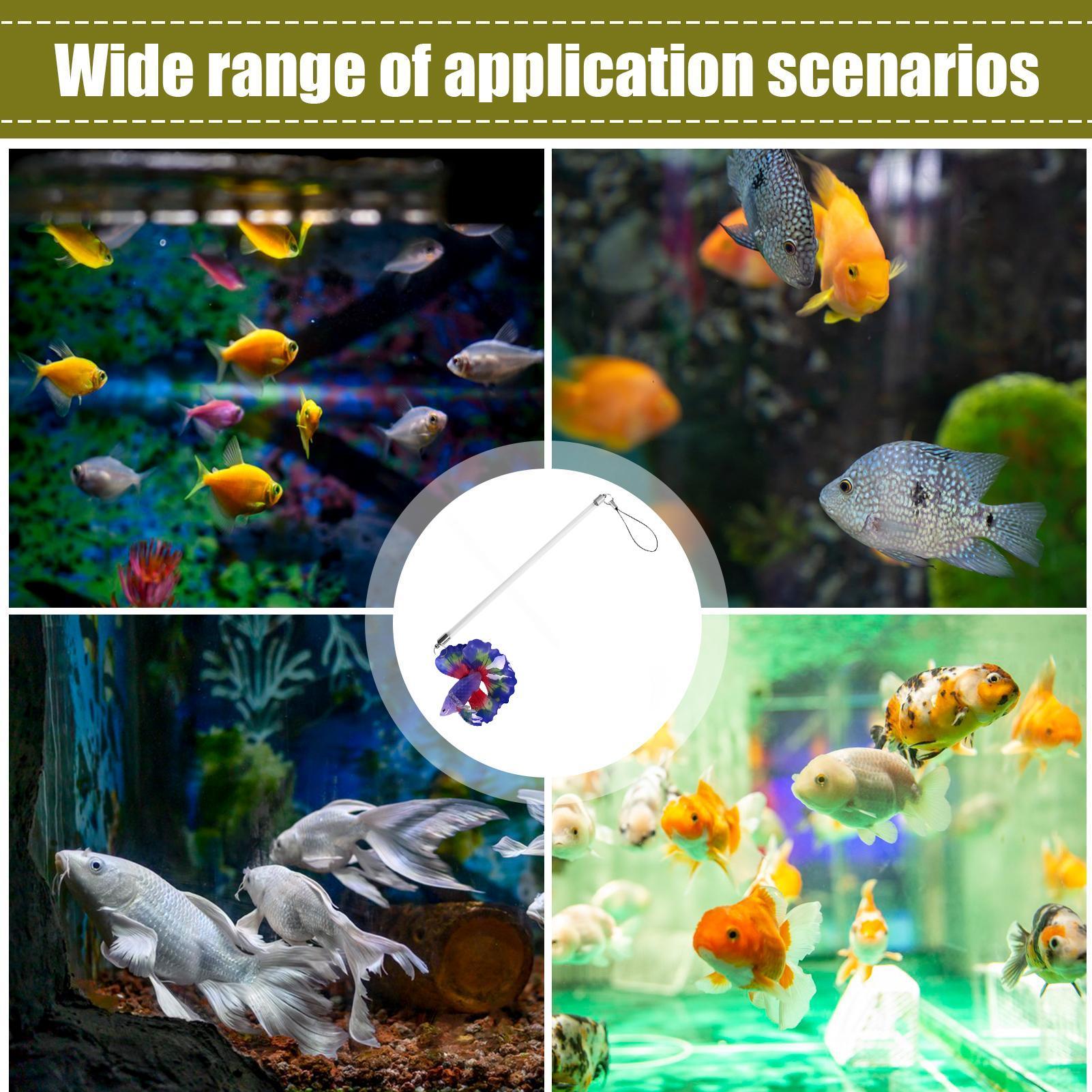 Tongkat Pelatihan Ikan Cupang, - Planted Aquarium For Beginners ulasan dan harga