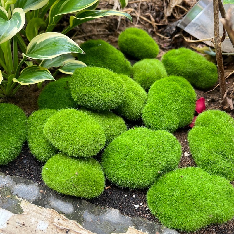 5/30 Buah Batu Lumut Simulasi  - Aquarium Plant Seeds ulasan dan harga