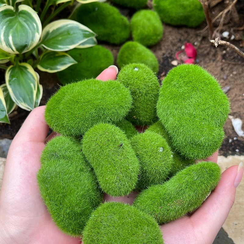 5/30 Buah Batu Lumut Simulasi  - Aquarium Plant Seeds ulasan dan harga
