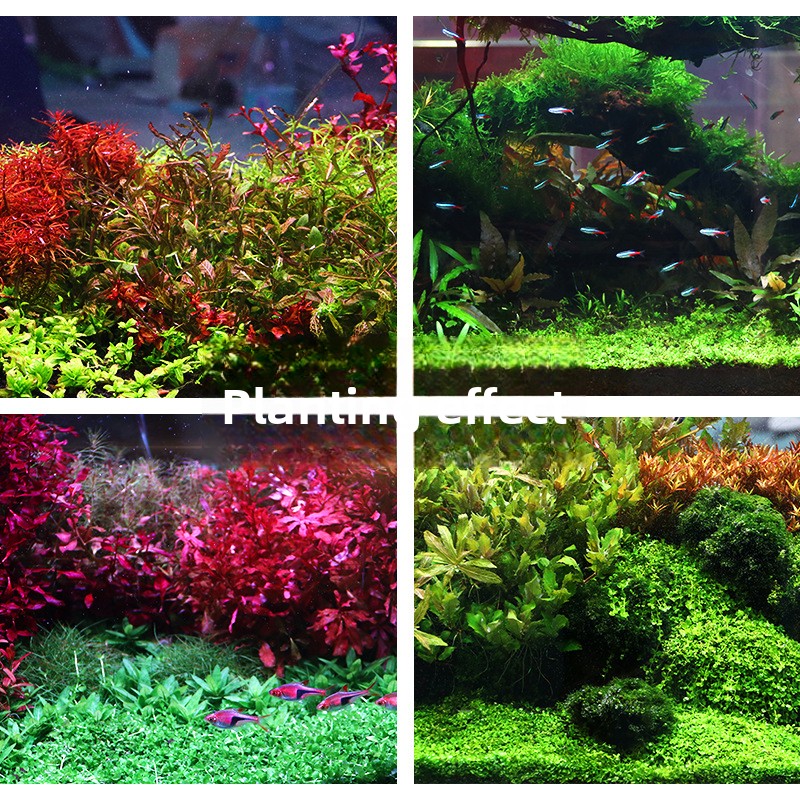 SYSENCIAGA Substrat Akuarium T - Aquarium Plant Fertilizer ulasan dan harga