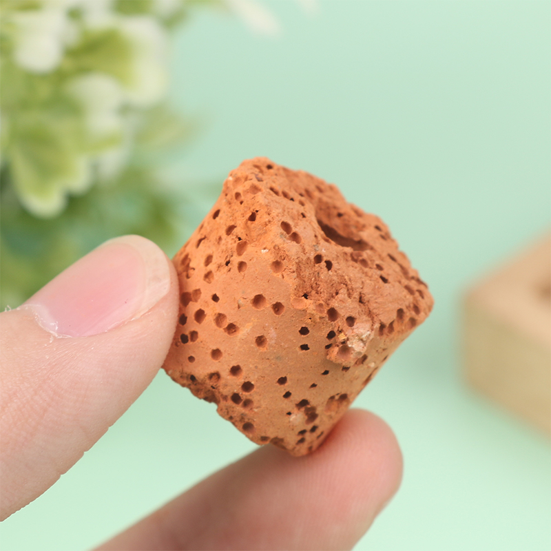 10 buah cincin tanaman akuariu - Aquarium Planted Seeds ulasan dan harga