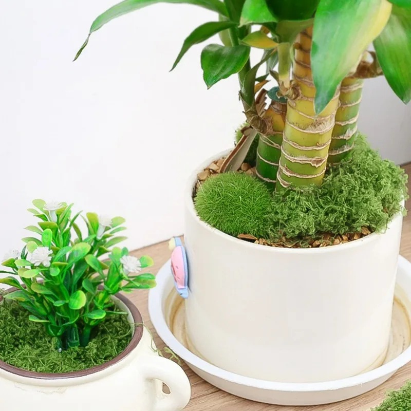30/300G Lumut Buatan Realistis - Aquarium Plant Seeds ulasan dan harga