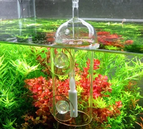 VIV Do perangkat akuarium kaca - Aquarium Plant Delivery ulasan dan harga