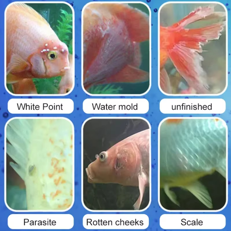 Perawatan Penyakit Ikan SIKEZH - Aquarium Plant Seeds ulasan dan harga