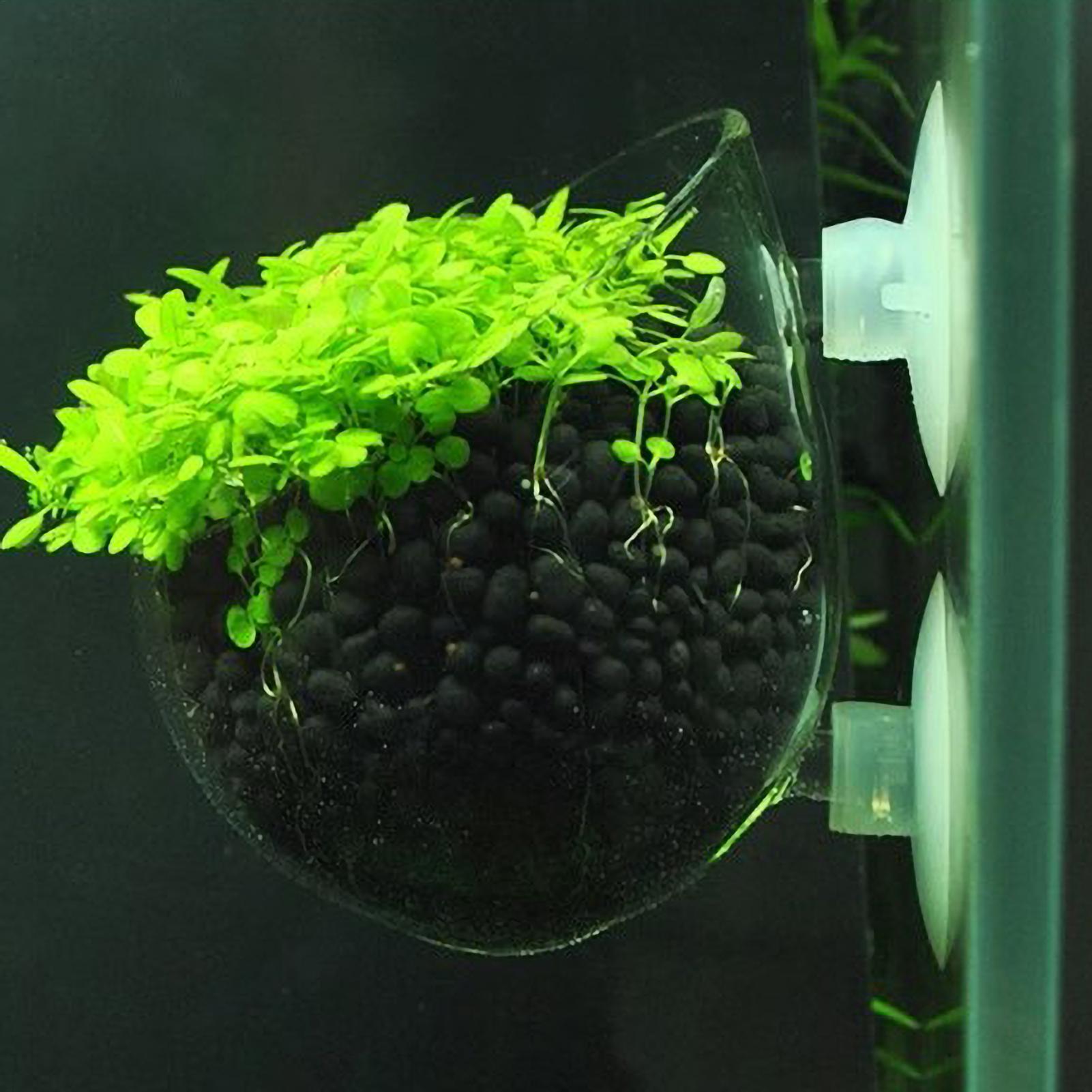 Pot Tanaman Kaca Akuarium deng - Planted Aquarium Maintenance ulasan dan harga