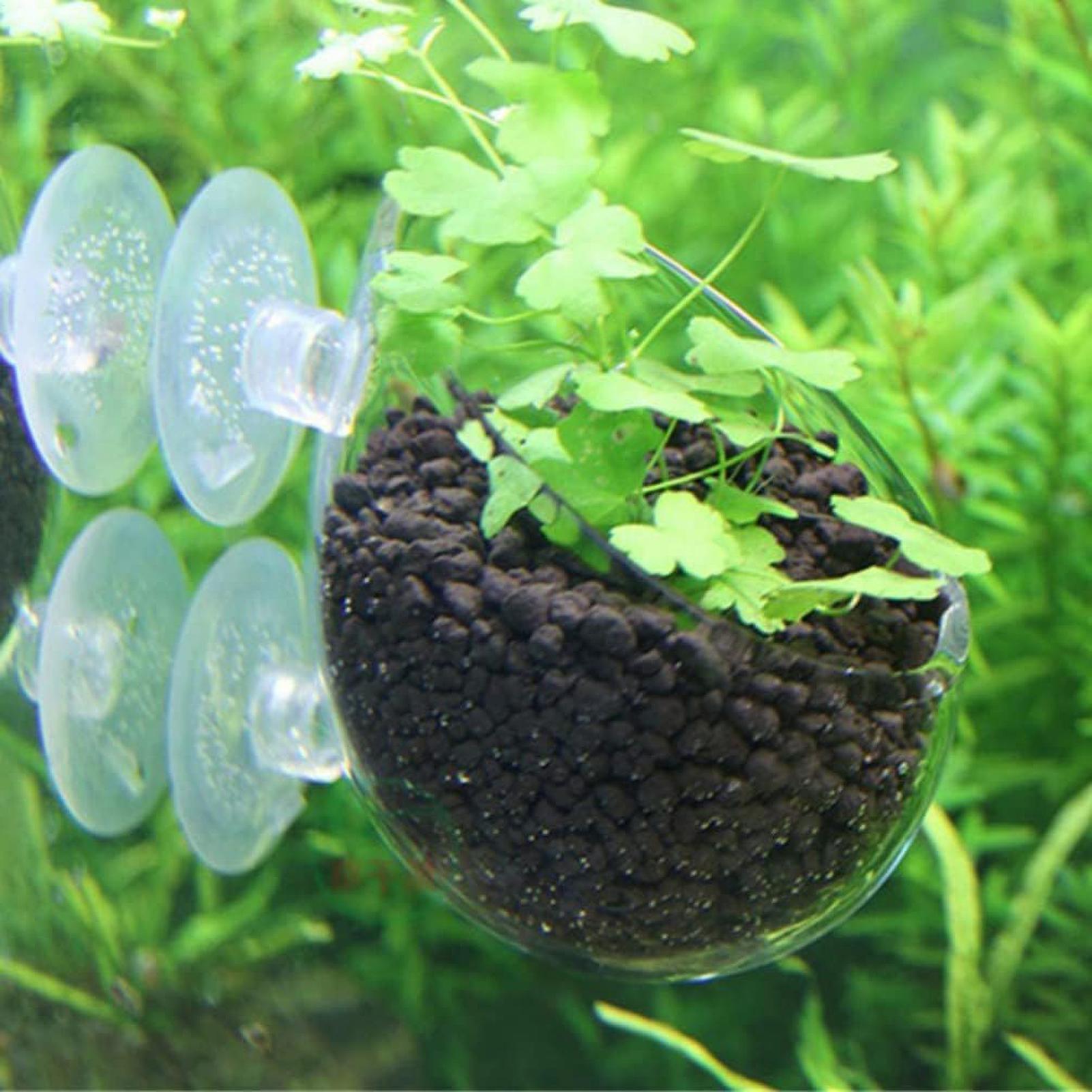 Pot Tanaman Kaca Akuarium deng - Planted Aquarium Maintenance ulasan dan harga