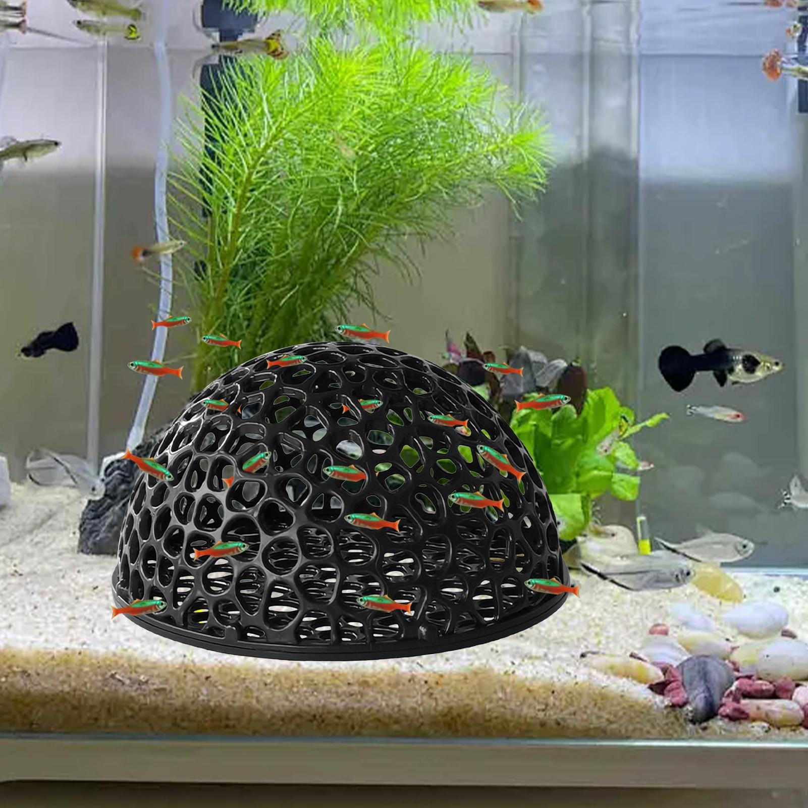 Tempat Persembunyian Udang Aku - Aquarium Planted Seeds ulasan dan harga