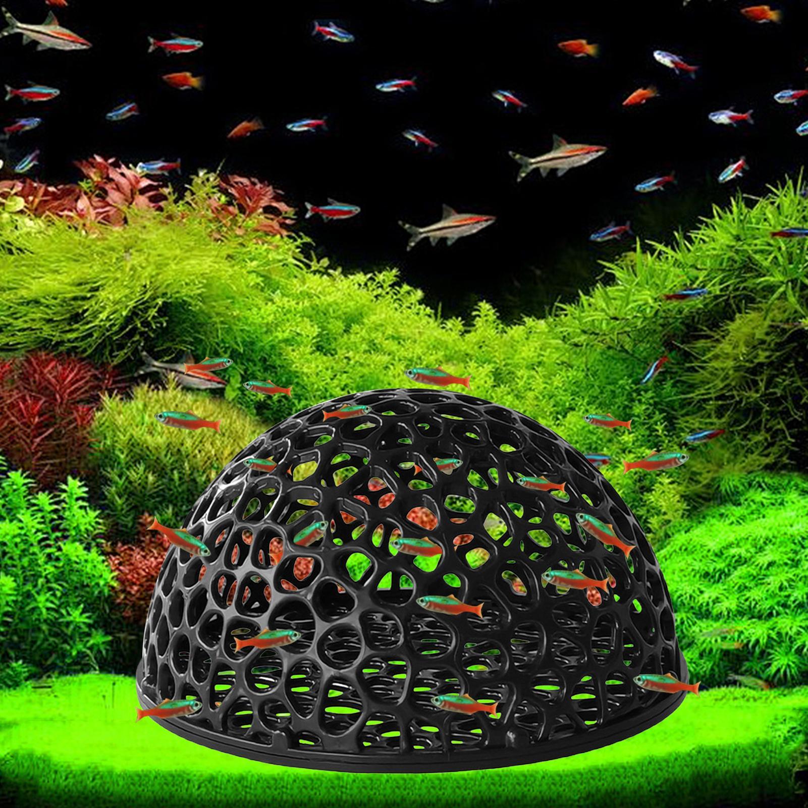 Tempat Persembunyian Udang Aku - Aquarium Planted Seeds ulasan dan harga