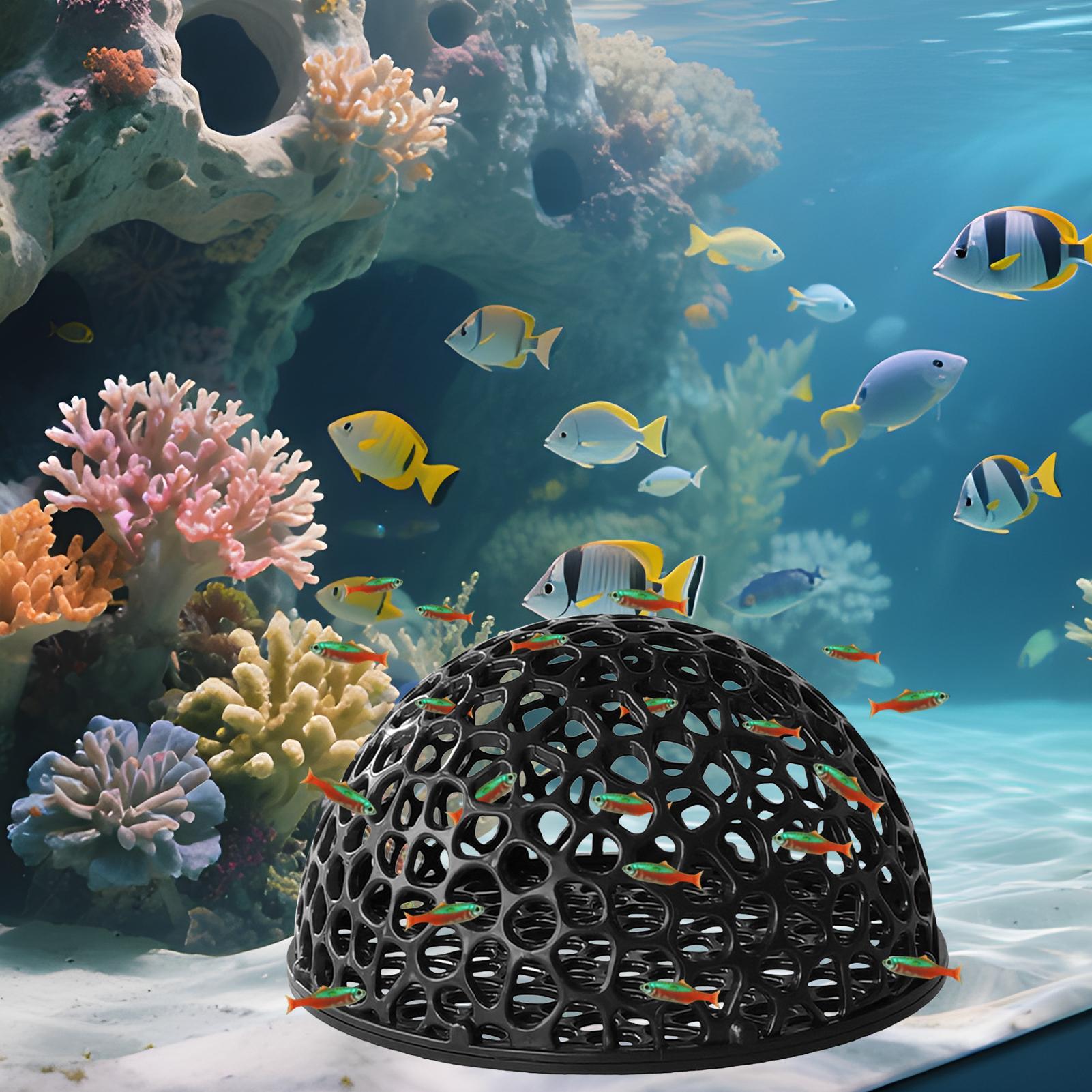 Tempat Persembunyian Udang Aku - Aquarium Planted Seeds ulasan dan harga