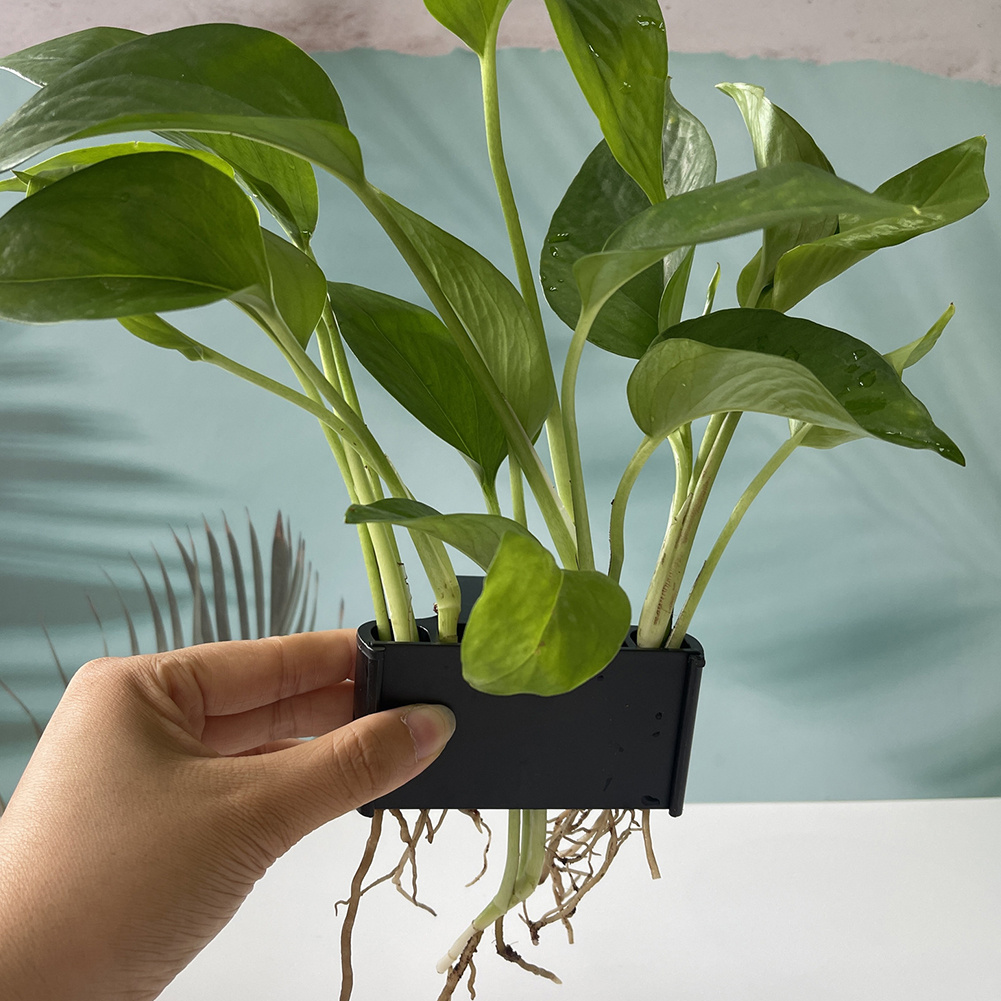 Tempat Tanaman Akuarium dengan - Planted Aquarium Maintenance ulasan dan harga
