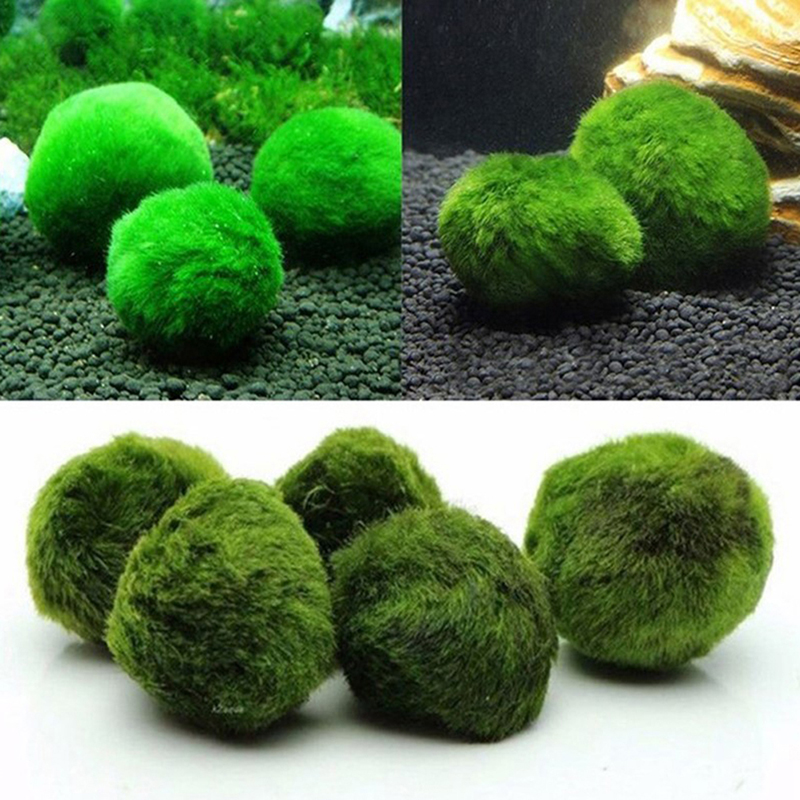 Bola Lumut Marimo Tanaman Akua - Planted Aquarium Maintenance ulasan dan harga