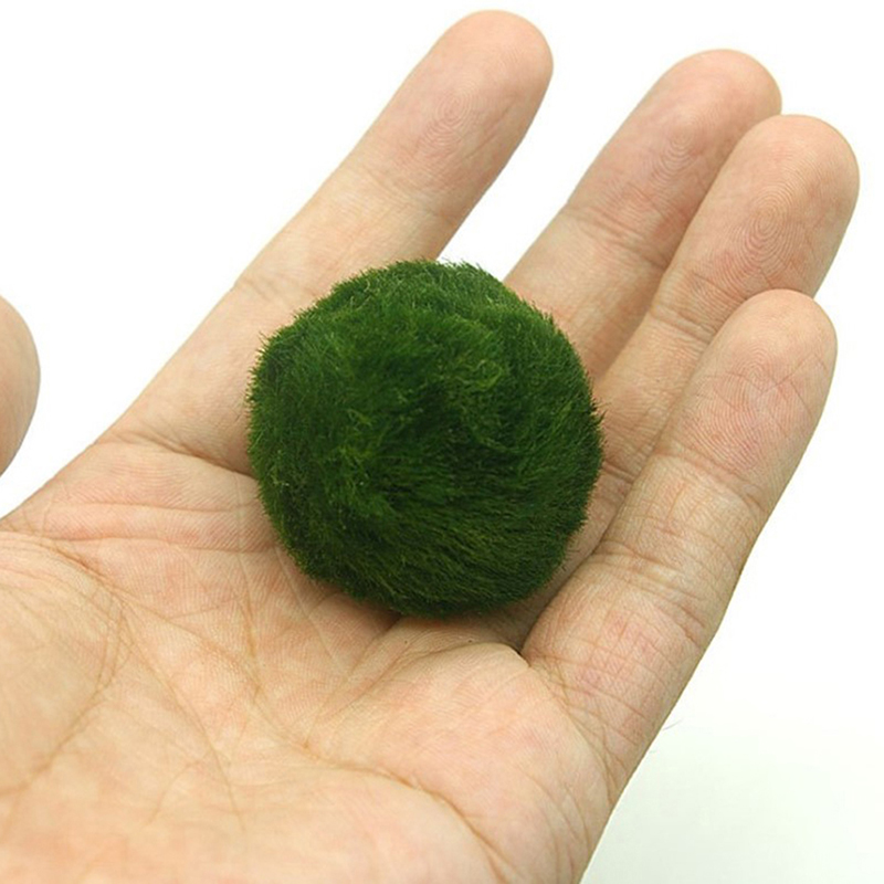 Bola Lumut Marimo Tanaman Akua - Planted Aquarium Maintenance ulasan dan harga