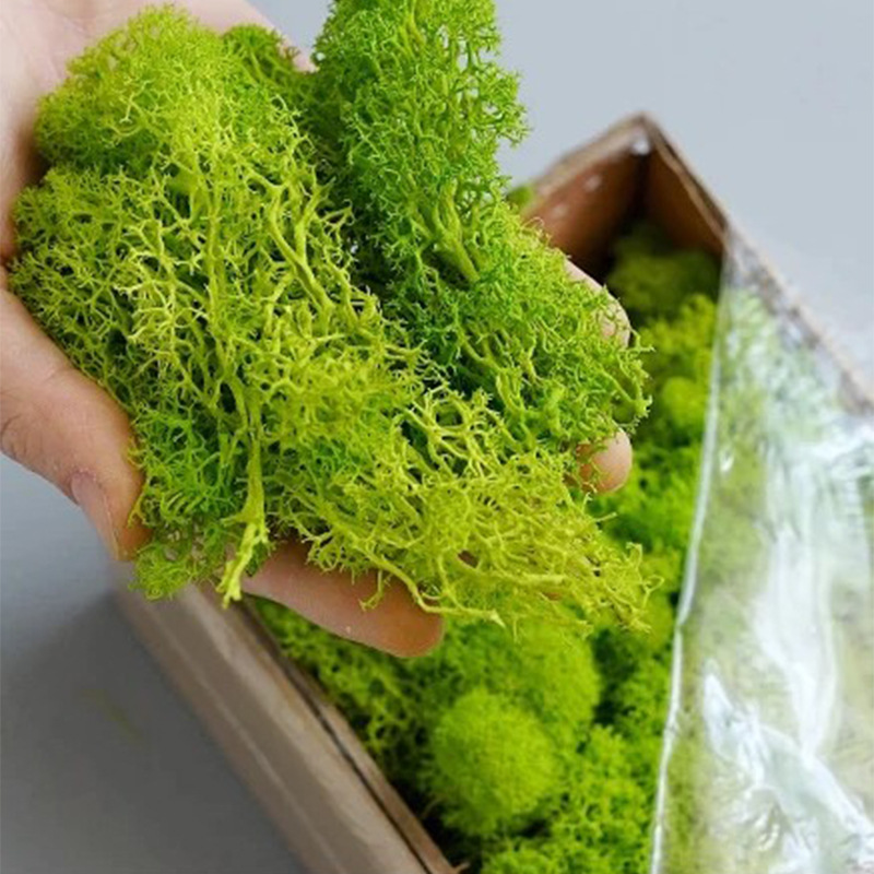 Tanaman hijau buatan 200g, ker - Aquarium Plant Seeds ulasan dan harga