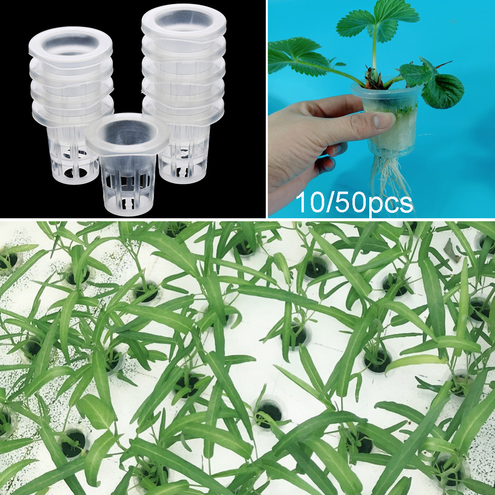 10/50 Buah Perlengkapan Berkeb - Aquarium Plant Seeds ulasan dan harga