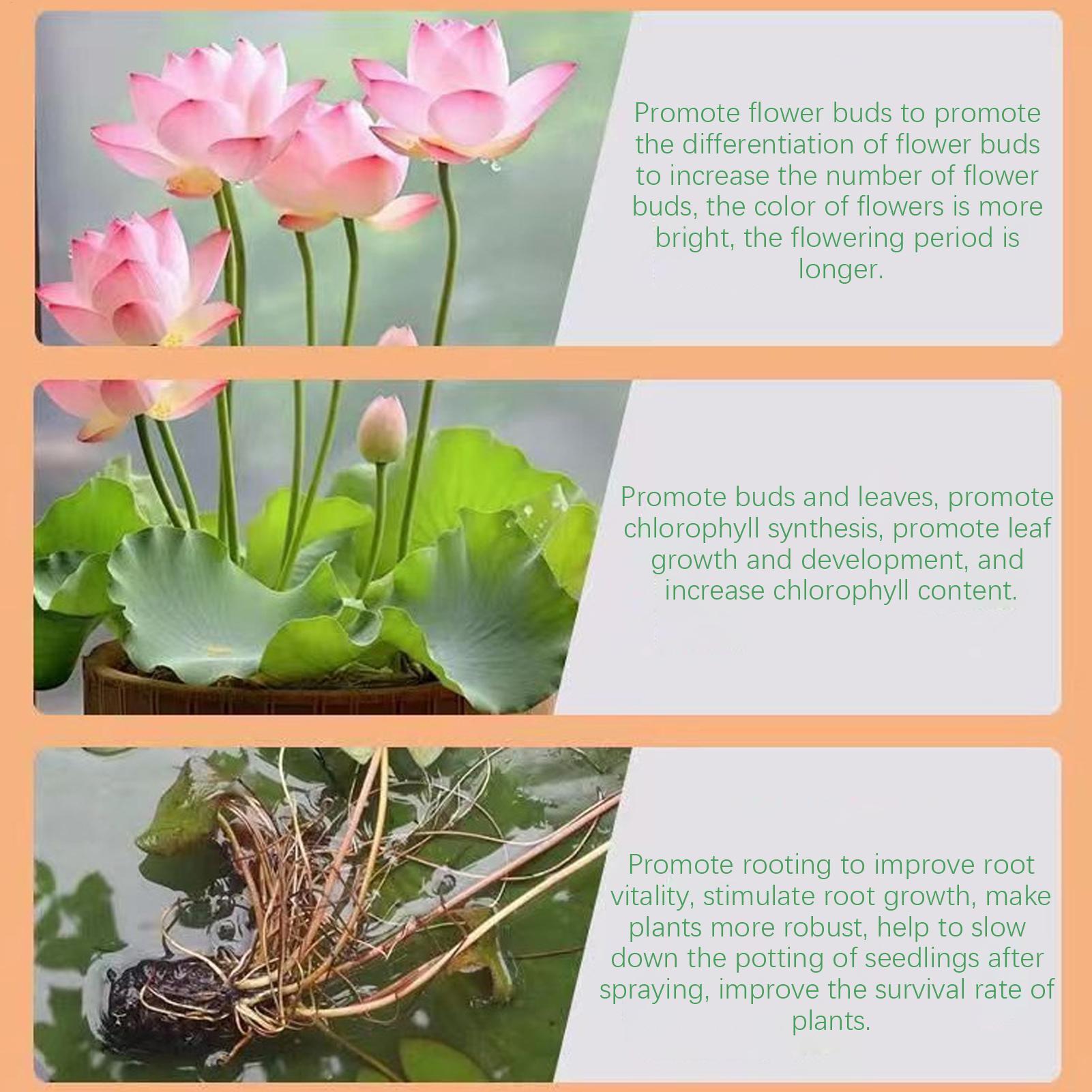 Pupuk Tanaman Air Water Lily P - Aquarium Plant Liquid Fertilizer ulasan dan harga