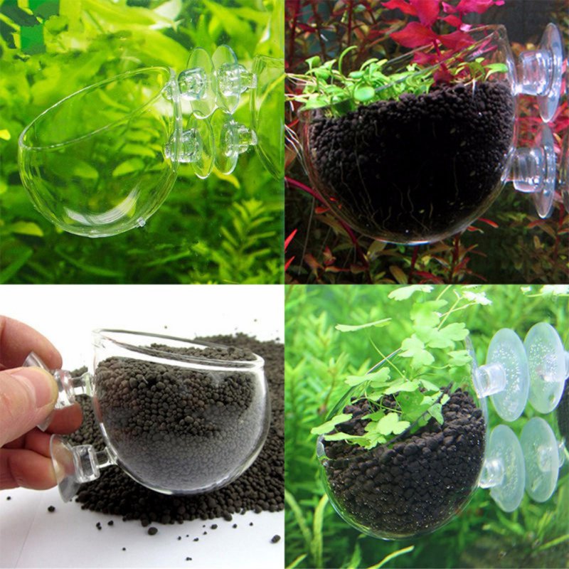Akuarium Pot tanaman gantung g - Aquarium Plant Seeds ulasan dan harga