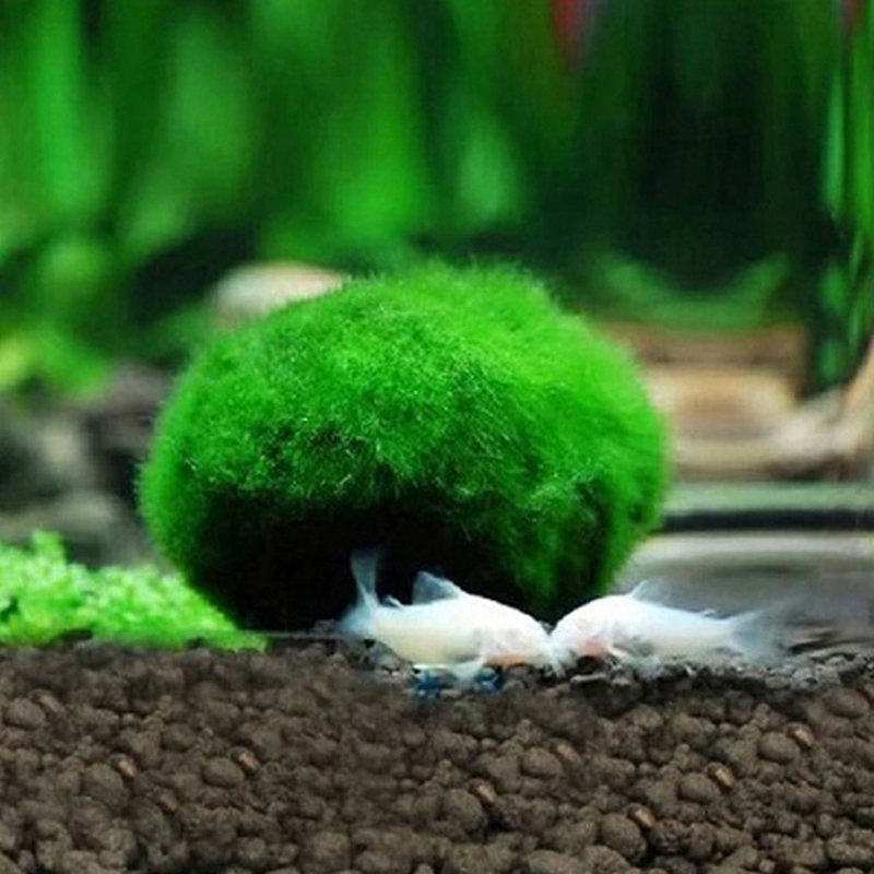 Bola Lumut Marimo Hidup 3-4cm  - Planted Aquarium Maintenance ulasan dan harga