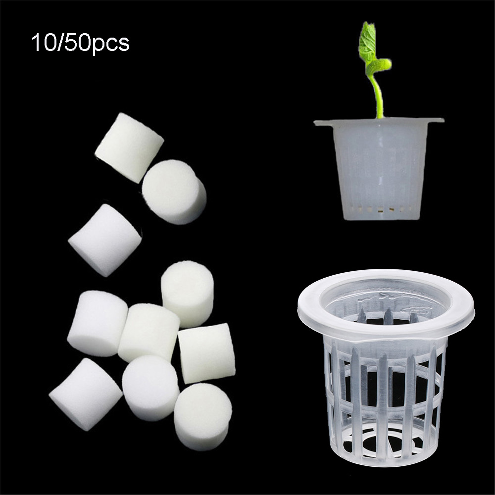 10/50 Buah Baki Penyemaian Hid - Aquarium Planted Seeds ulasan dan harga