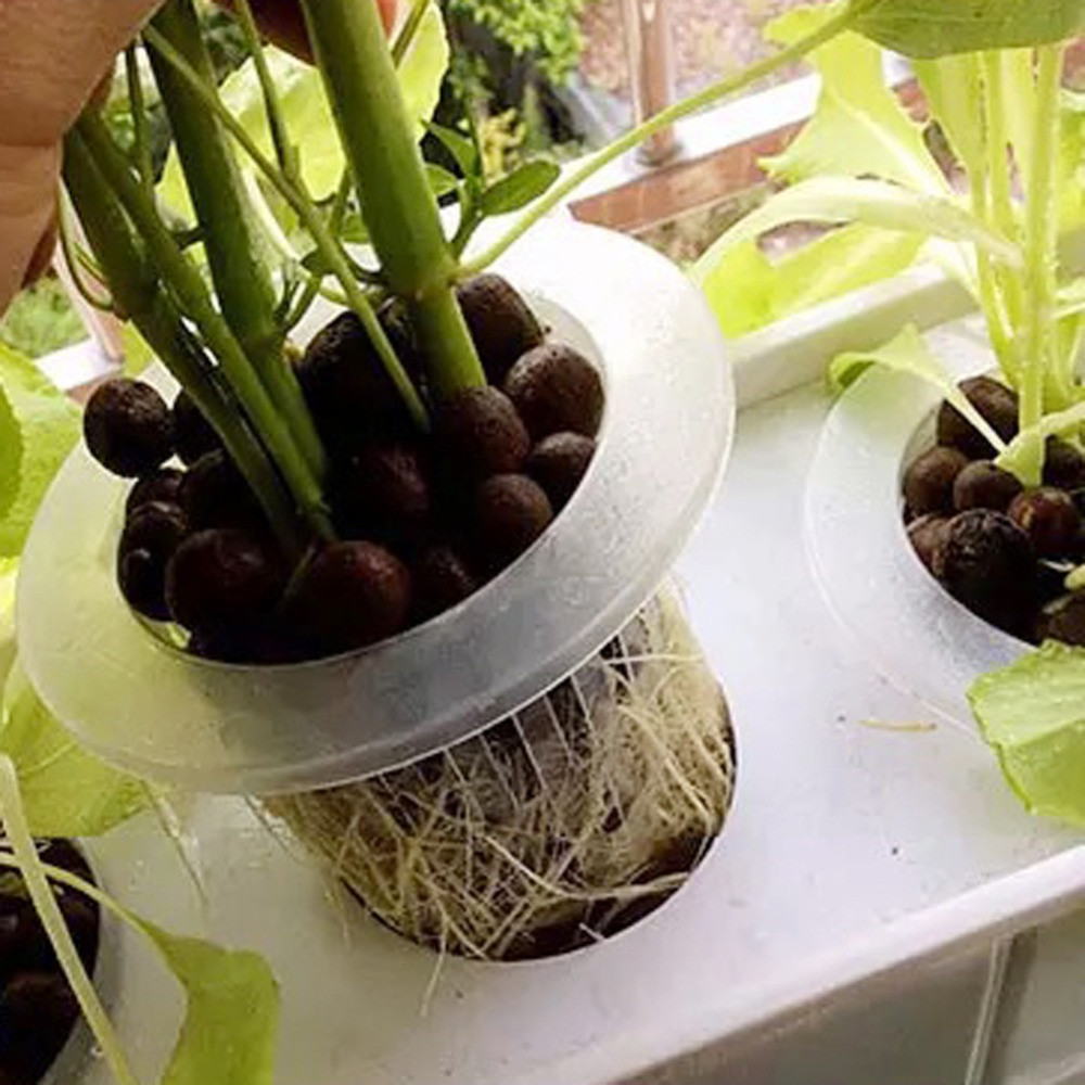 10/50 Buah Baki Penyemaian Hid - Aquarium Planted Seeds ulasan dan harga