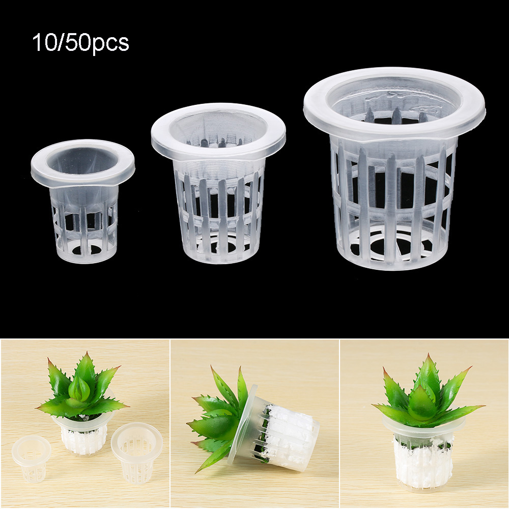 10/50 Buah Baki Penyemaian Hid - Aquarium Planted Seeds ulasan dan harga