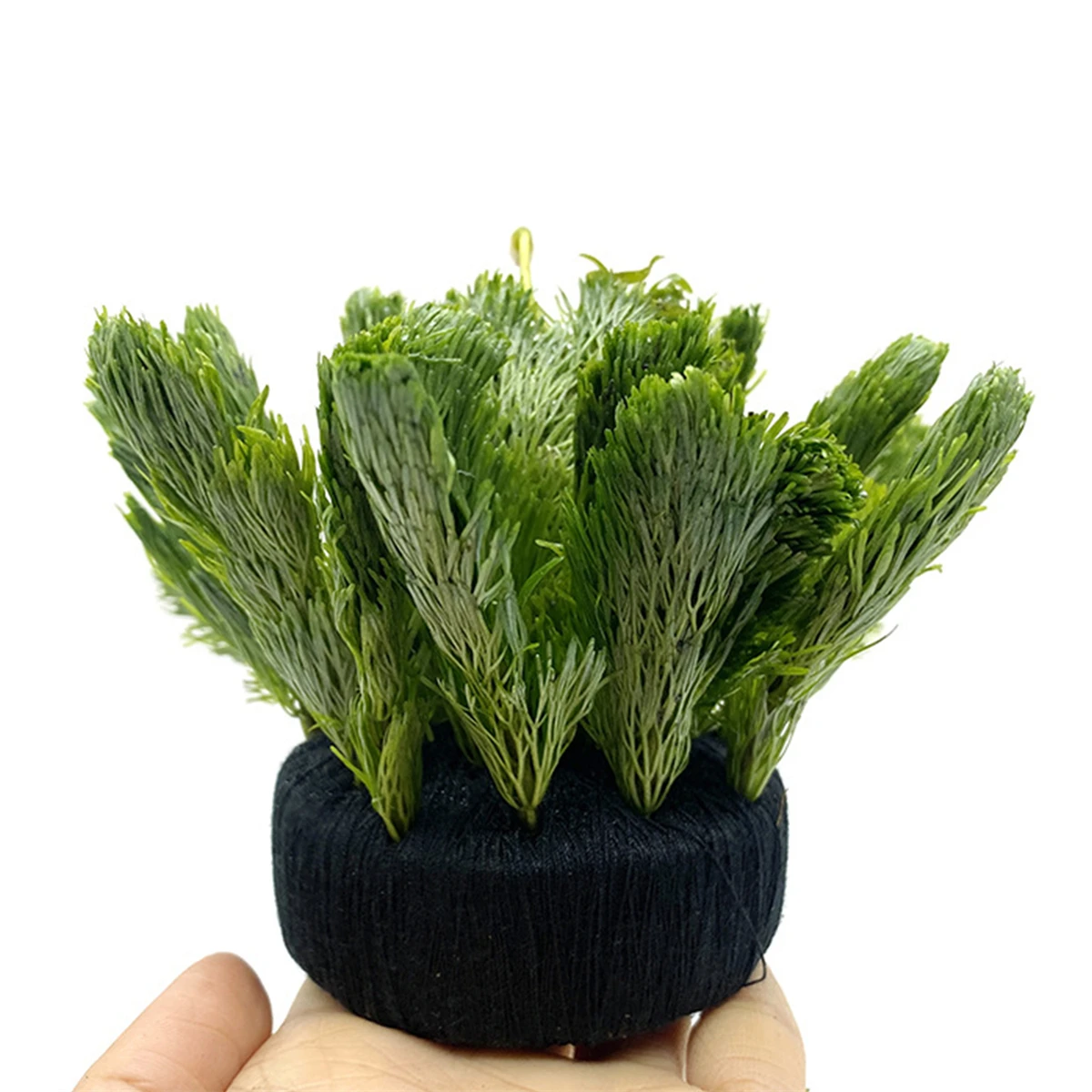 5 buah tangki ikan hitam rumpu - Aquarium Planted Tank Substrate ulasan dan harga